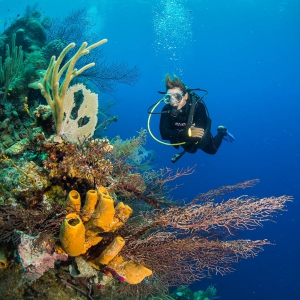 Belize - duiker op barrièrerif